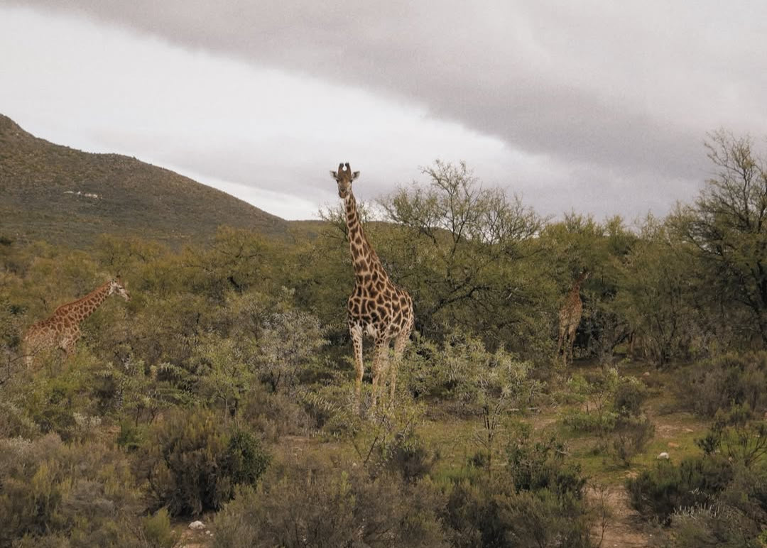 Tour Package - From Karoo to Coast