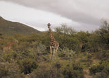 Person taking a photo of giraffes from inside a safari vehicle on a grassy plain.